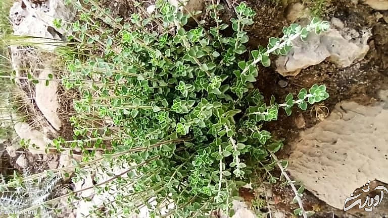 همه چیز در مورد گیاه دارویی آویشن